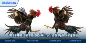 Đá Gà XN88 Sân Chơi Chọi Kê Trực Tuyến Uy Tín Hàng Đầu