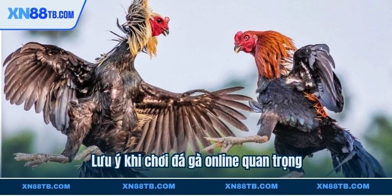 Lưu ý khi chơi đá gà online quan trọng