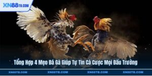 Tổng Hợp 4 Mẹo Đá Gà Giúp Tự Tin Cá Cược Mọi Đấu Trường