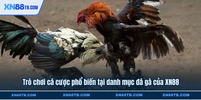 Trò chơi cá cược phổ biến tại danh mục đá gà của XN88