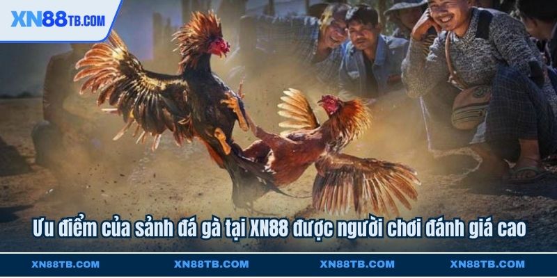 Ưu điểm của sảnh đá gà tại XN88 được người chơi đánh giá cao